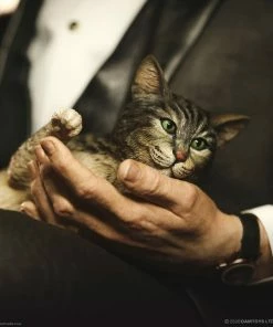 Hot Pop Stars And Celebrity's Vito Andolini Corleone (1972) Statue By Damtoys The Godfather